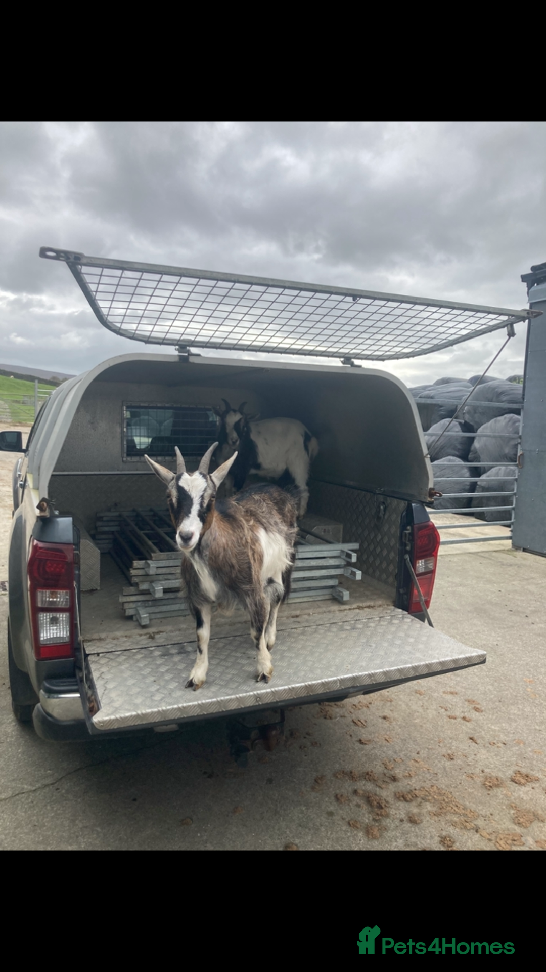 Goats livestock for sale: Nanny pygmy goats - Advert 5