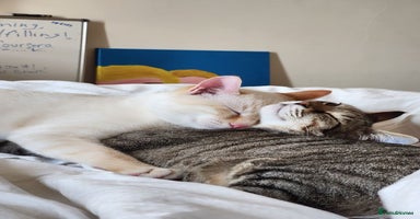 Domestic Shorthair cats - Advert 5
