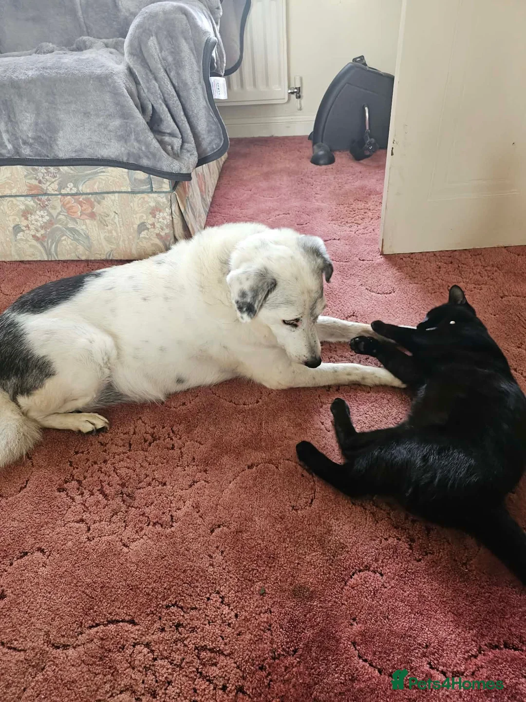 Mixed Breed dogs for adoption: Evy 🩷 in Coventry - Advert 6