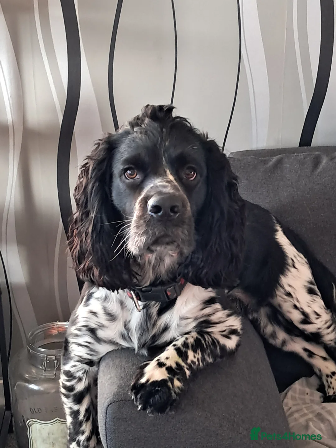 Cocker Spaniel dogs for stud: Cocker spaniel for stud - Advert 2