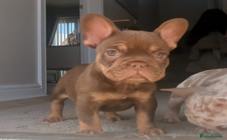French Bulldog dogs - Advert 1