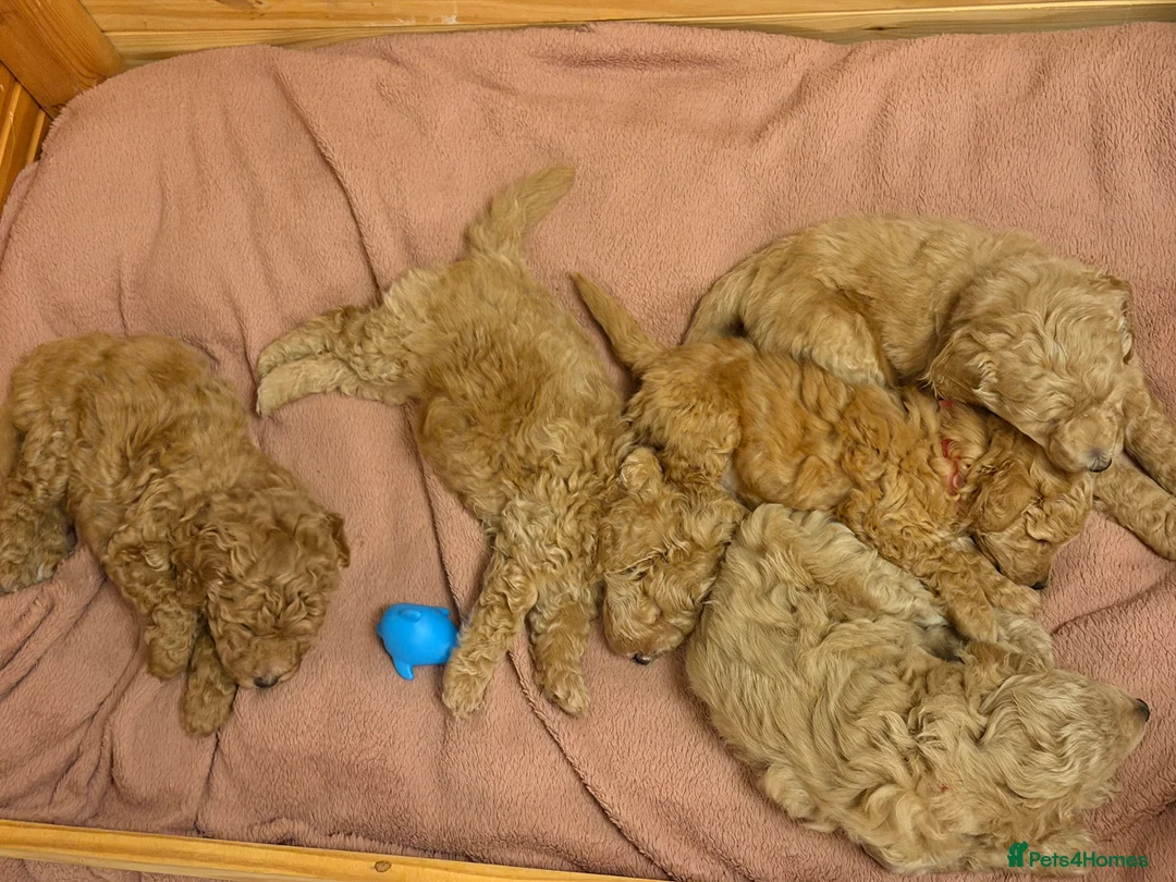 Cockapoo dogs for sale: Five Cockapoo all female  - Advert 12