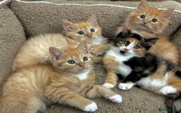 Mixed Breed cats for sale: GORGEOUS SIBERIAN X KITTENS  - Image 16
