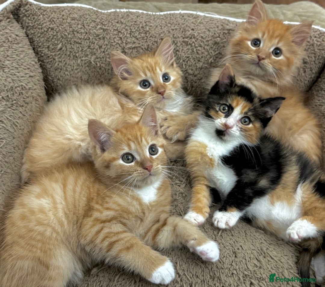 Mixed Breed cats for sale: GORGEOUS SIBERIAN X KITTENS  - Image 16