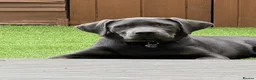 Labrador Retriever dogs for sale: charcoal Labrador  in Gloucester - Advert 1