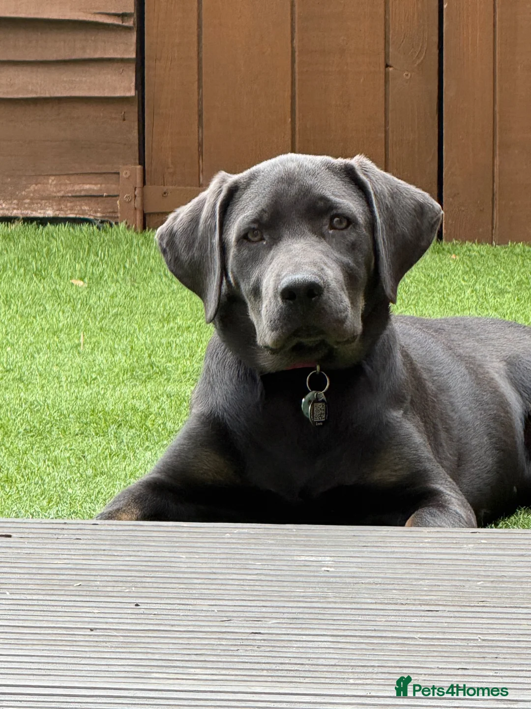 Labrador Retriever dogs for sale: charcoal Labrador  in Gloucester - Advert 1