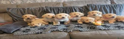 Golden Retriever dogs for sale: Golden Retriever puppy's KC  - Advert 2