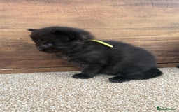 Mixed Breed cats for sale: 5 beautiful, playful kittens for sale  - Image 13
