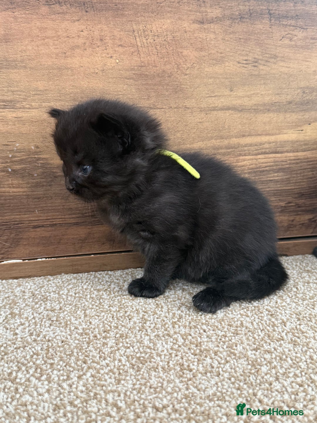 Mixed Breed cats for sale: 5 beautiful, playful kittens for sale  - Image 13