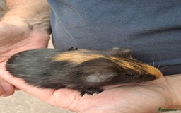 Guinea Pig rodents for sale: Baby guinea pigs for sale  - Image 2