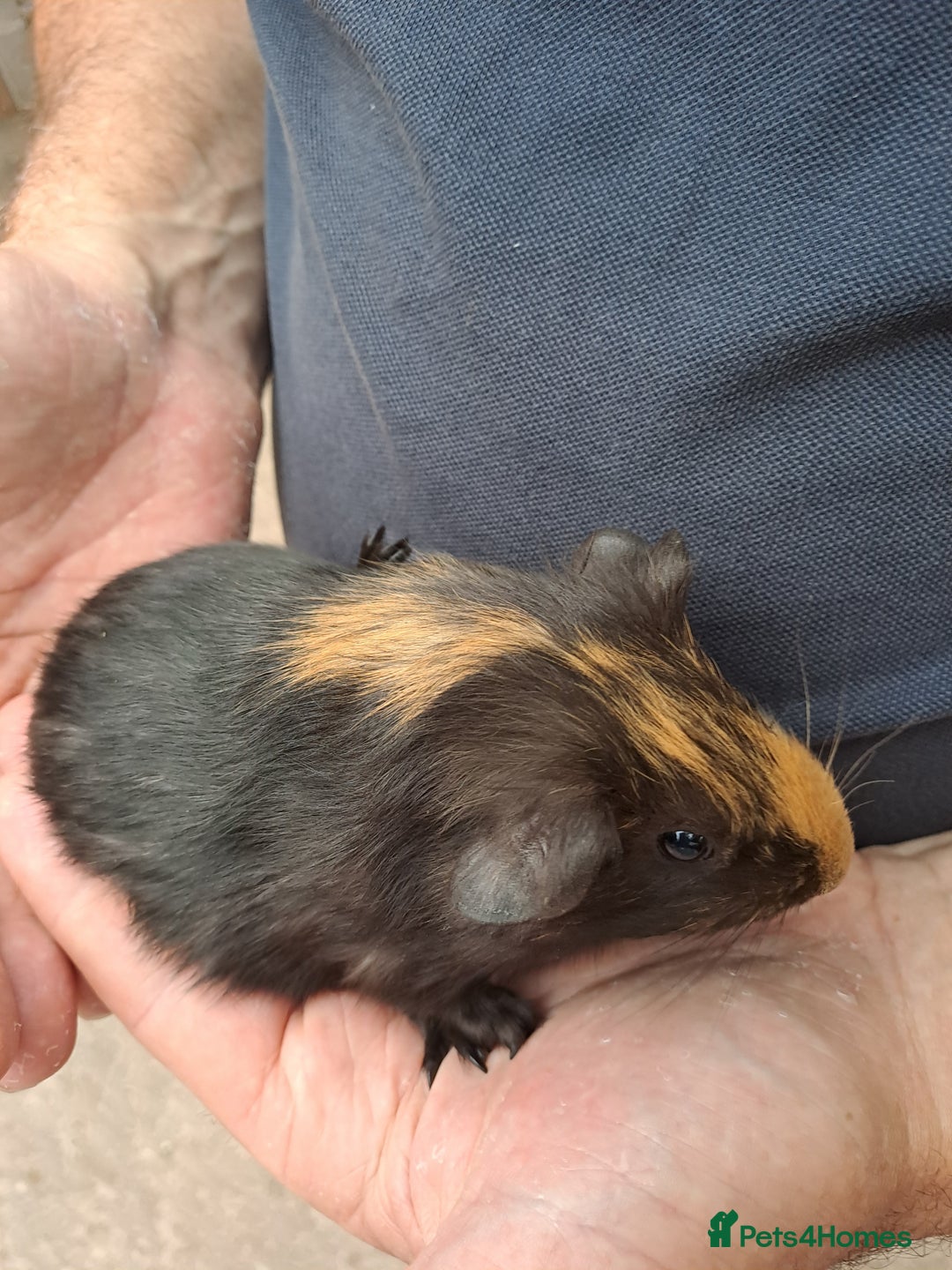 Guinea Pig rodents for sale: Baby guinea pigs for sale  - Image 2