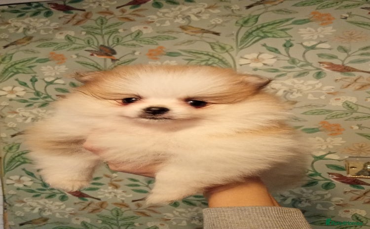 Pomeranian dogs - Advert 4