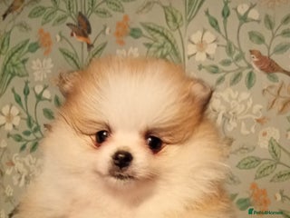 Pomeranian dogs - Advert 3