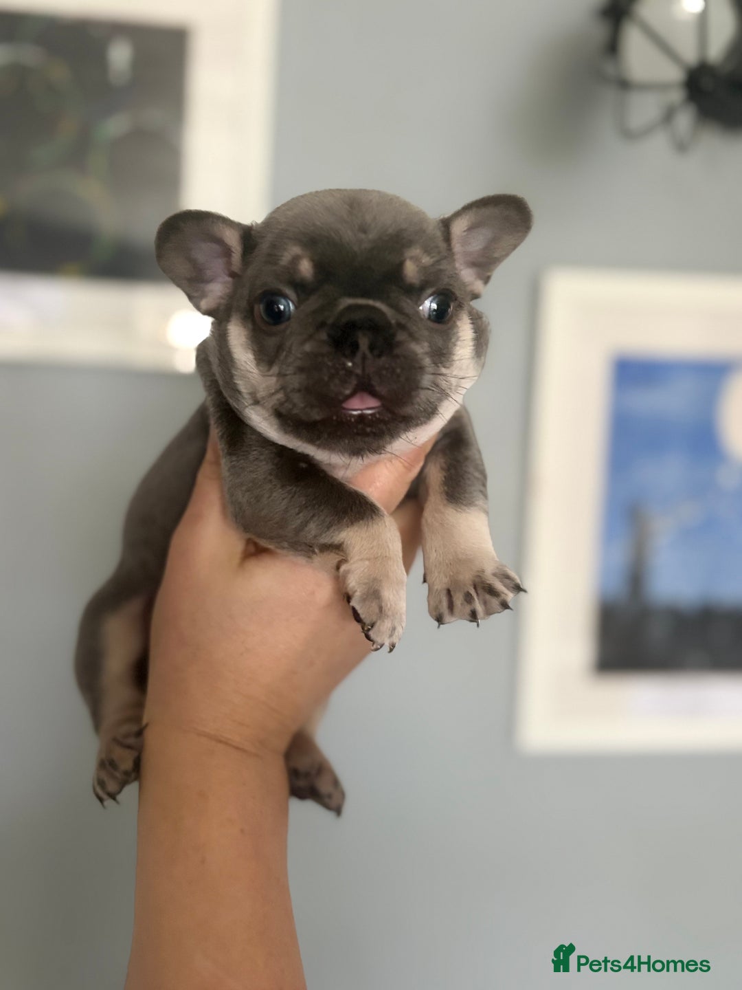 French Bulldog dogs for sale: Chunky French bulldog puppies  - Image 3