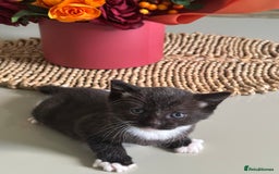 Domestic Shorthair cats for sale: Very cuddly kitten  - Image 6