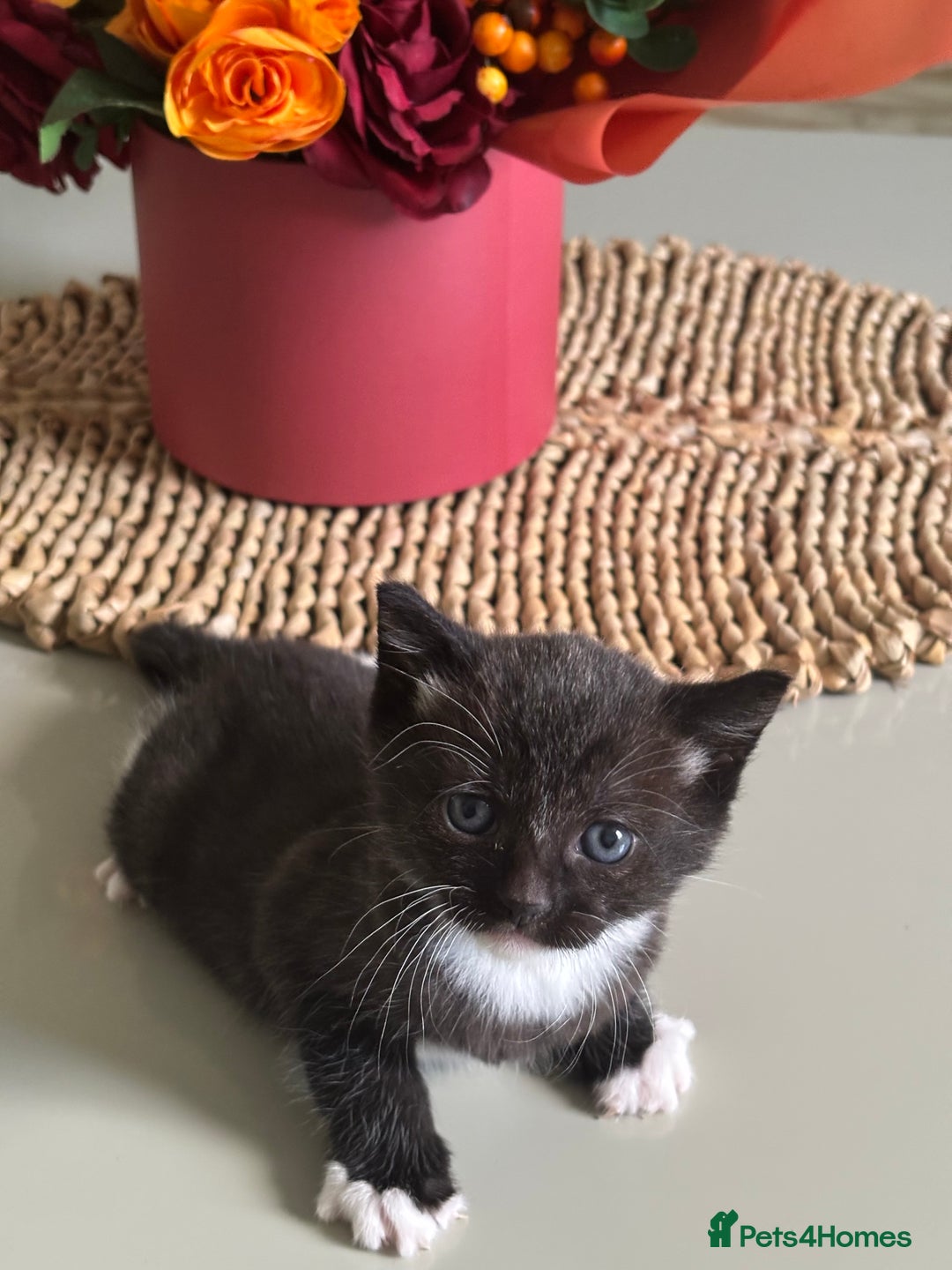 Domestic Shorthair cats for sale: Very cuddly kitten  - Image 6