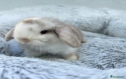 Mini Lop rabbits for sale: Beautiful Mini Lops - Image 2
