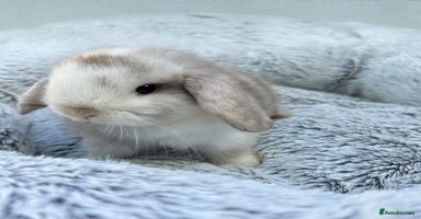 Mini Lop rabbits - Advert 8