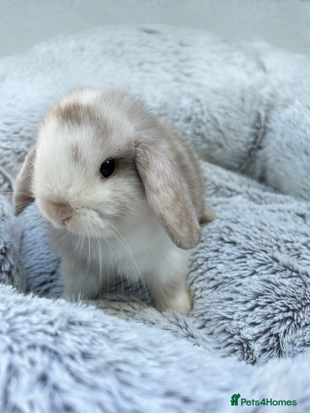 Mini Lop rabbits for sale: Beautiful Mini Lops - Image 2
