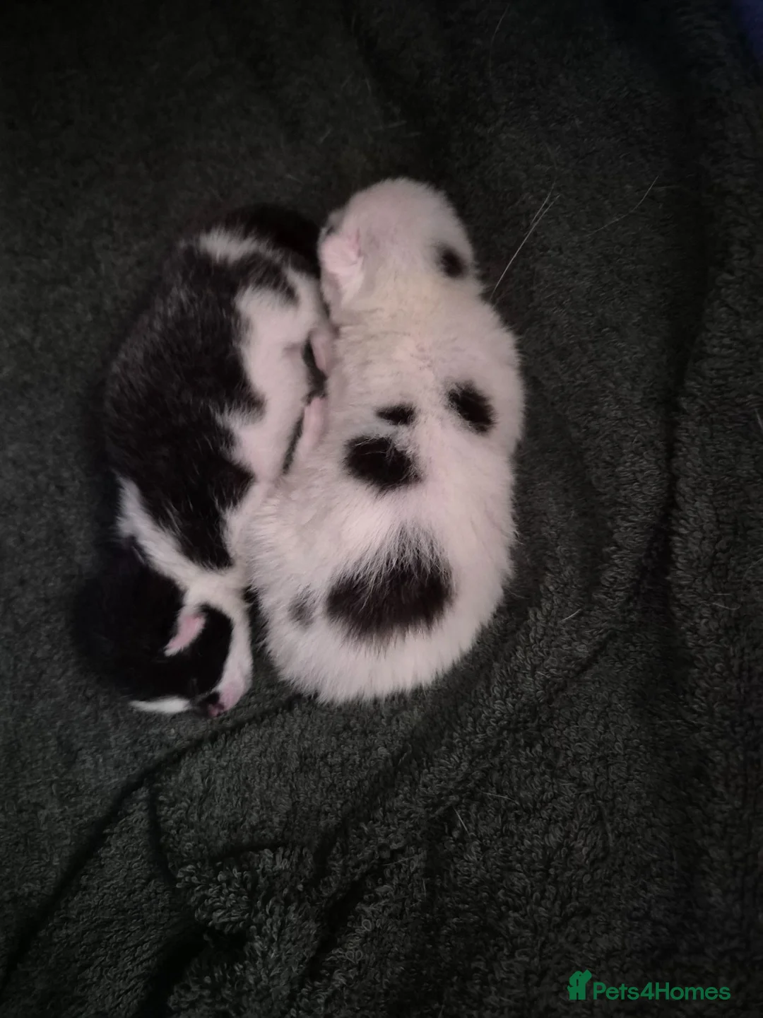 Mixed Breed cats for sale: Black and white kittens. - Advert 2