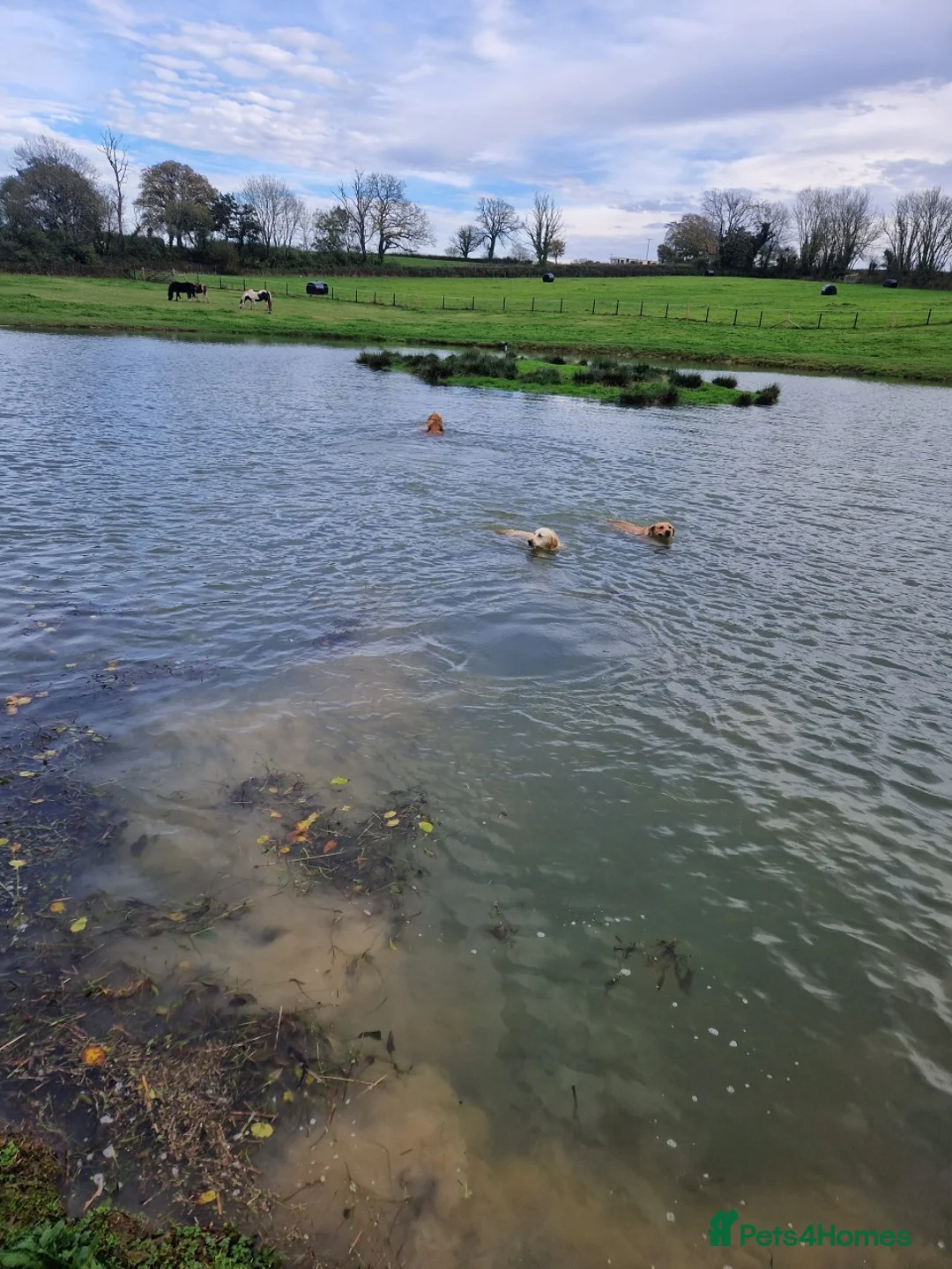 Golden Retriever dogs for sale: KC GOLDEN RETRIEVER PUPPIES HEALTH SCORED PARENTS  - Advert 8