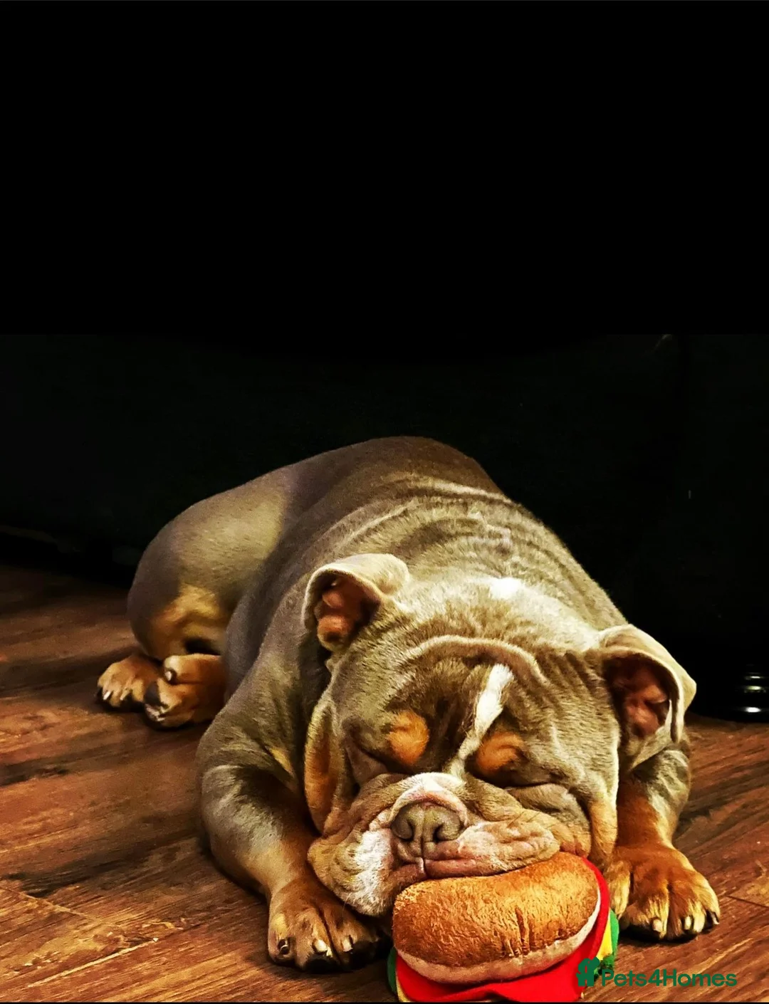 English Bulldog dogs for stud: FOR STUD - PROVEN - SON OF GOLDEN CHILD in Sheerness - Advert 10