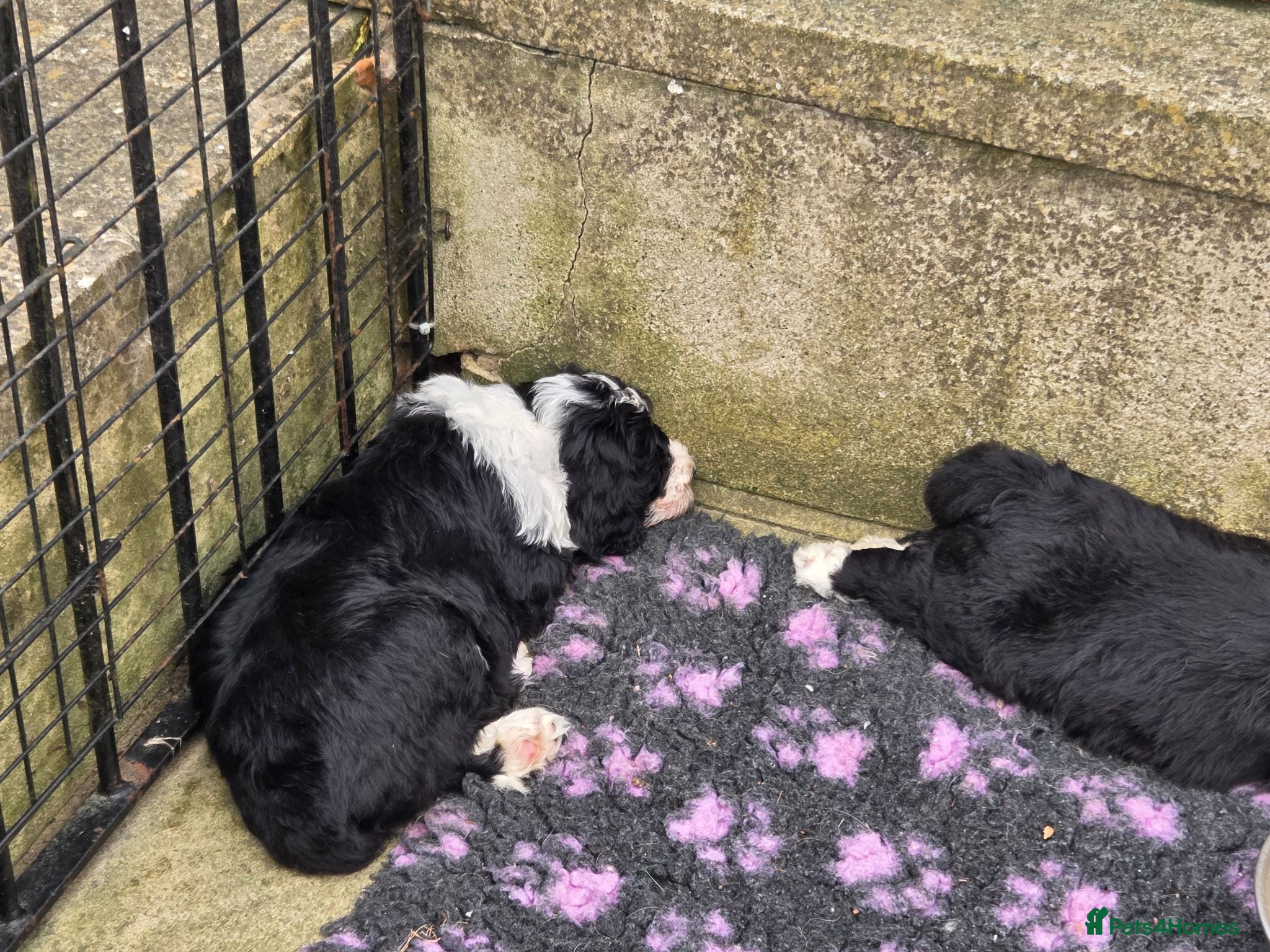 Old English Sheepdog dogs Stunning Sheepadoodles by Springfield Doodles  - Advert 2