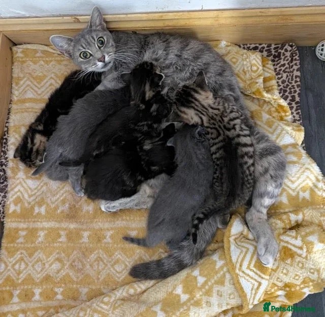 Mixed Breed cats Blue tabby kitten for sale  - Advert 6