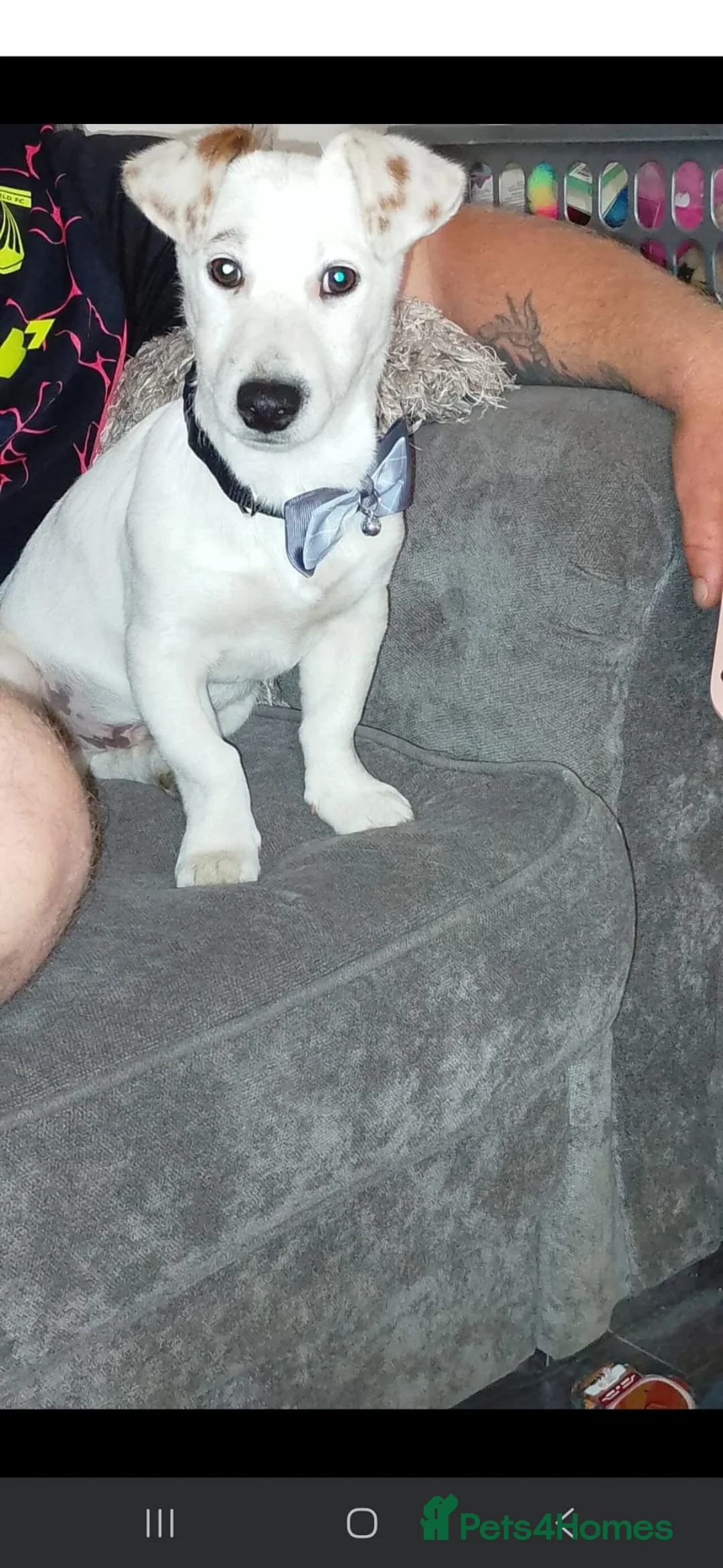 Jack Russell dogs for sale: Jack Russell puppies 🐶  - Advert 2