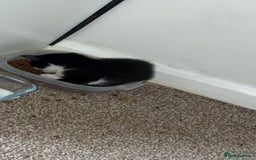Mixed Breed cats for sale: 4 beautiful kittens  - Image 4