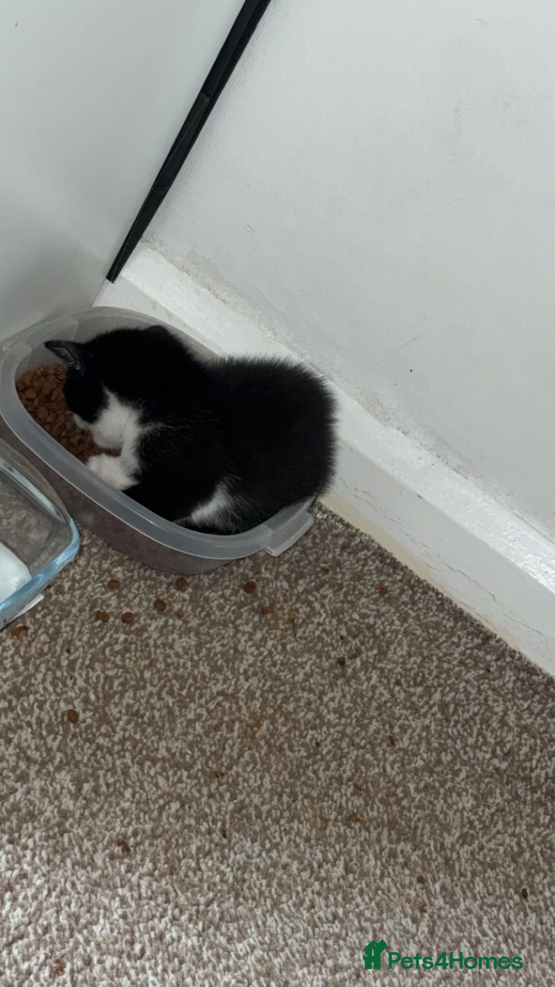 Mixed Breed cats for sale: 4 beautiful kittens  - Image 4