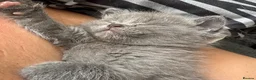 British Shorthair cats for sale: Stunning BSH x ragdoll kittens - Advert 2