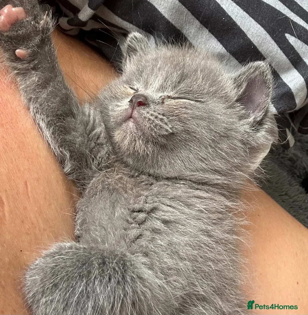 British Shorthair cats for sale: Stunning BSH x ragdoll kittens - Advert 2