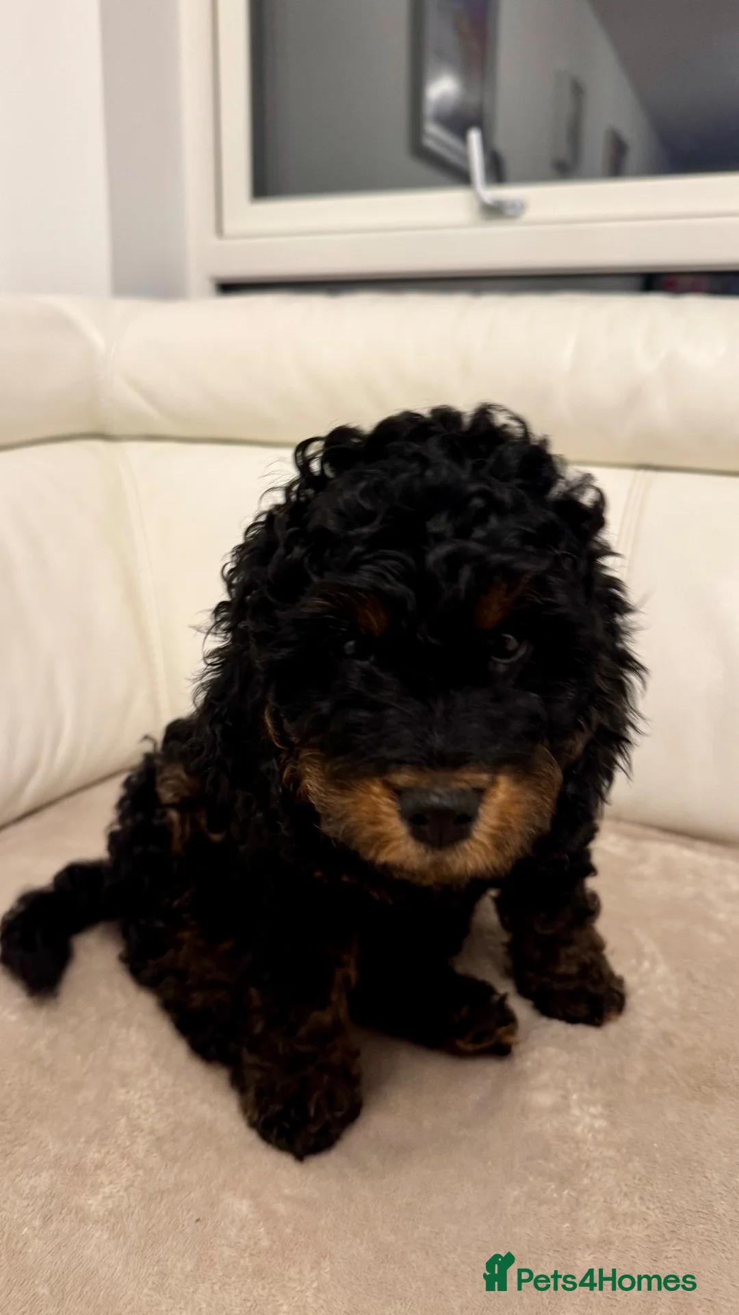 Cockapoo dogs for sale: Cockapoos for sale. 2 girls one boy.  - Advert 20