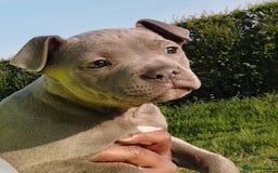 Staffordshire Bull Terrier dogs for sale: ‼️READY NOW Blue Staffy puppies 8 week old‼️ in Birmingham - Image 7
