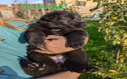 German Shepherd dogs for sale: GSD Puppies Available  - Image 4