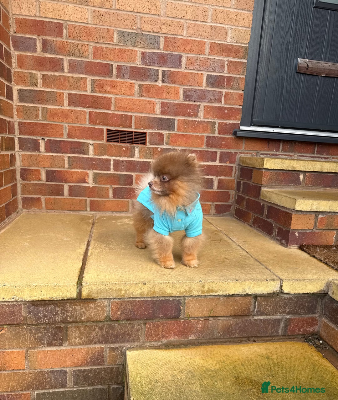 Pomeranian dogs for stud: Lilac and orange tan teddy Bear🪻🍊 - Advert 1