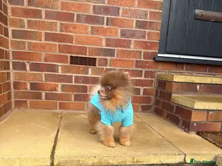 Pomeranian dogs Lilac and orange tan teddy Bear🪻🍊 - Advert 14