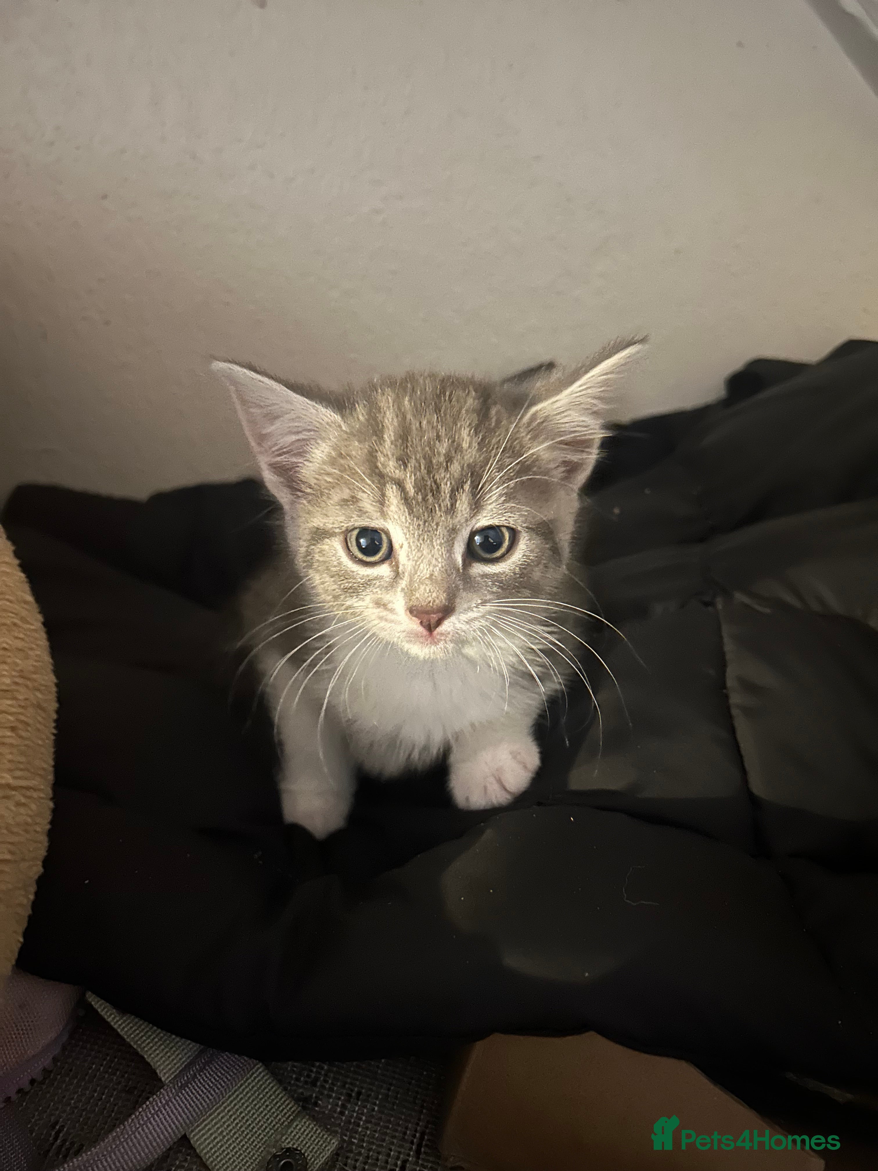 Mixed Breed cats KITTENS - Advert 4