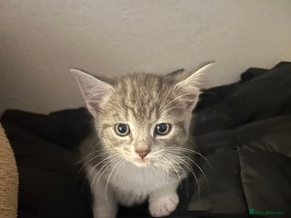 Mixed Breed cats KITTENS - Advert 4