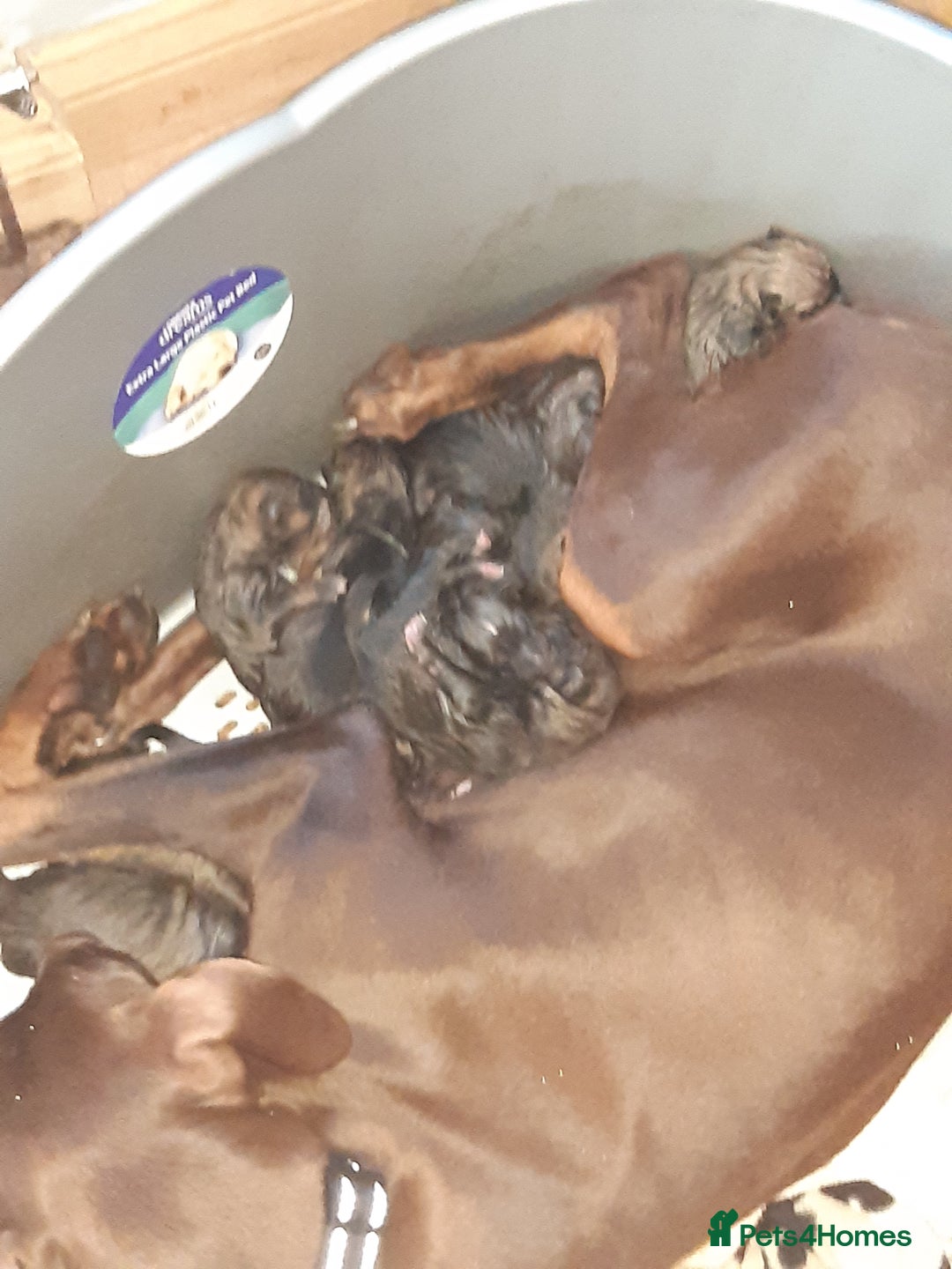 Mixed Breed dogs for sale: Japanese bearheaded akit x doberman hybrids  - Image 5