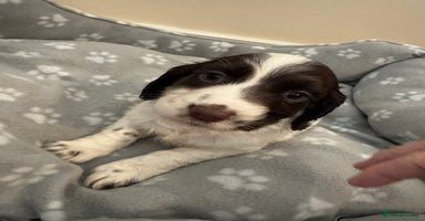 Cocker Spaniel dogs - Advert 3