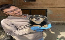 Dachshund dogs for adoption: REMY-Dachshund mix/very affectionate/loves dogs  - Advert 8