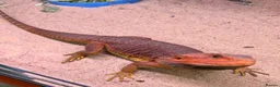 Bearded Dragon reptiles for sale: Red hypo trans Genetic Stripe Bearded Dragons - Advert 14
