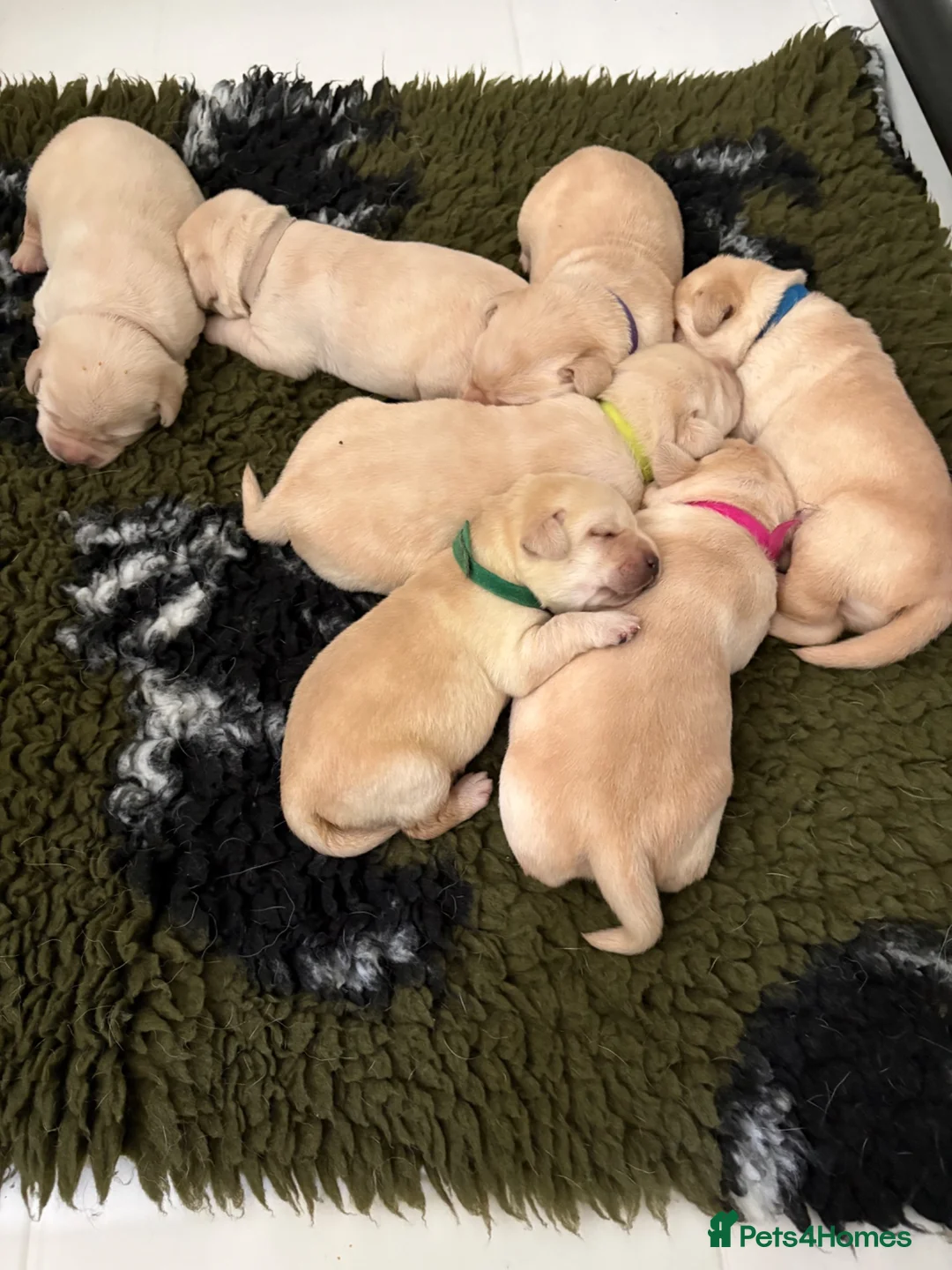 Labrador Retriever dogs for sale: Show Labrador Puppies Fully health tested parents - Advert 2