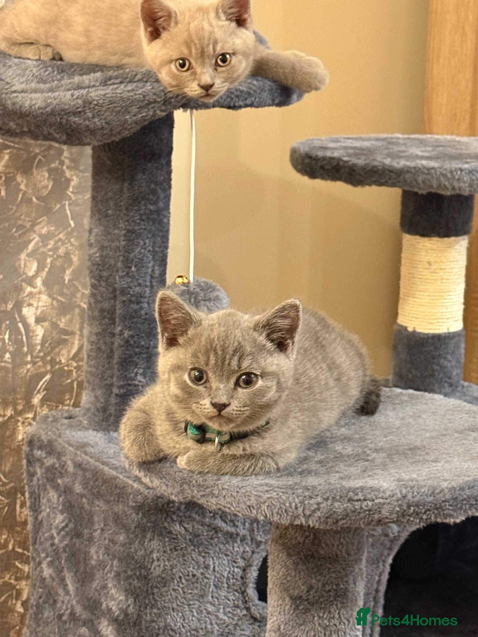 British Shorthair cats Beautiful Lilac British Shorthair kittens for sale - Advert 1