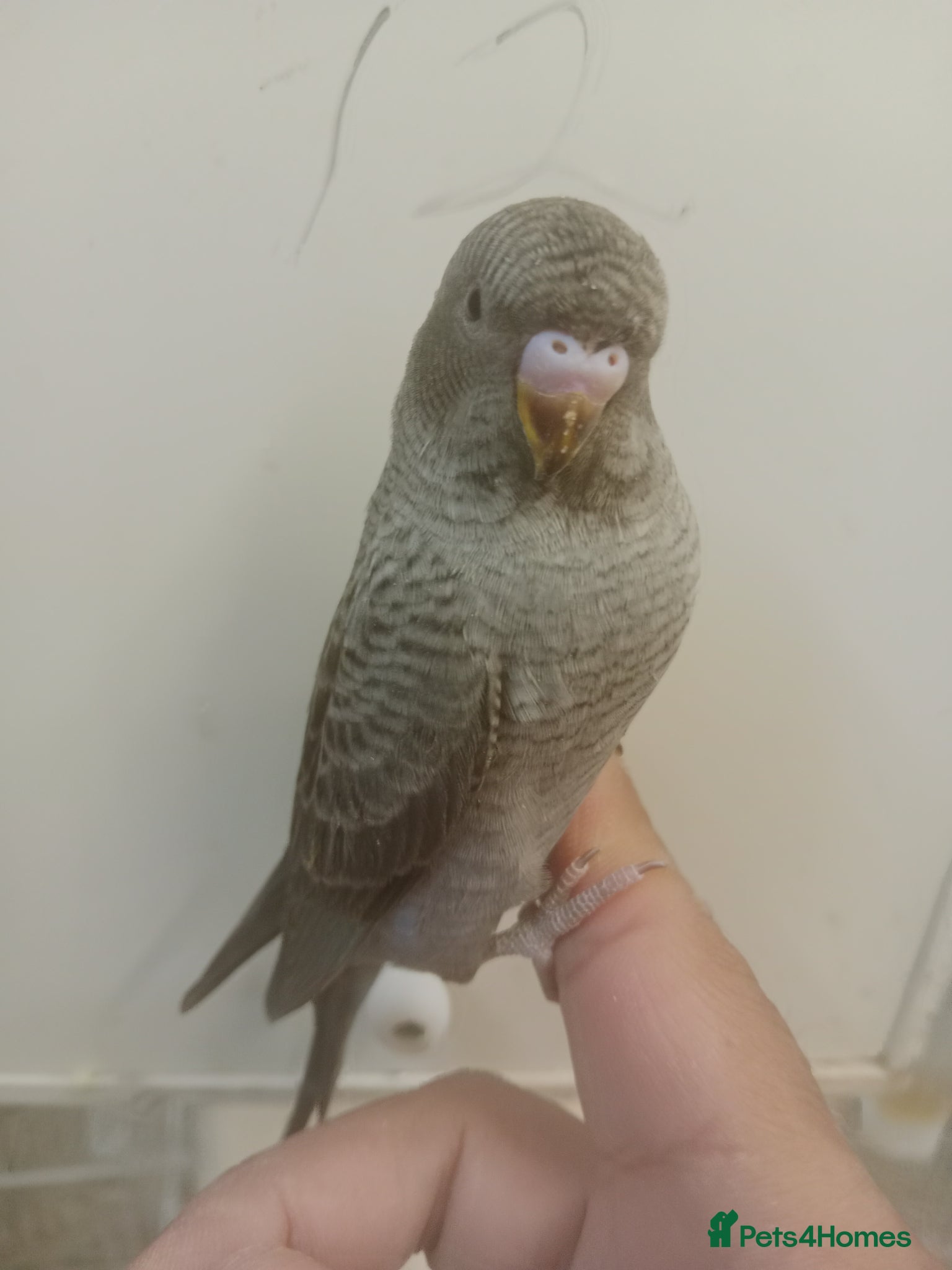 Budgerigars birds Black face blackwing violet budgie for sale  - Advert 2