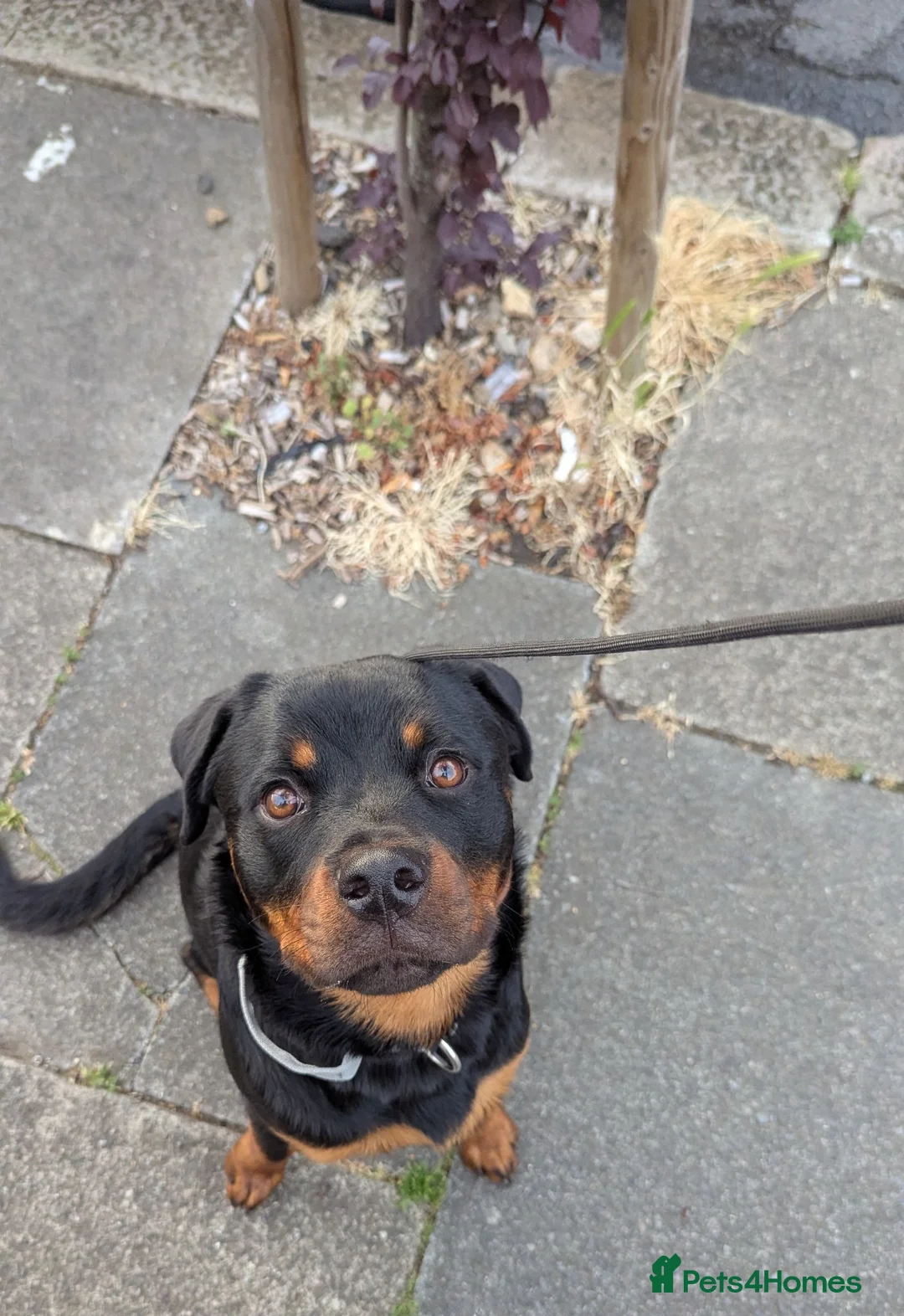Rottweiler dogs for sale: Beautiful boy - Advert 1
