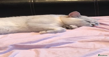 British Shorthair cats in Basildon - Advert 6