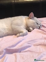 British Shorthair cats 🐾 British Shorthair Silver Shaded Stud 🐾 in Basildon - Advert 7